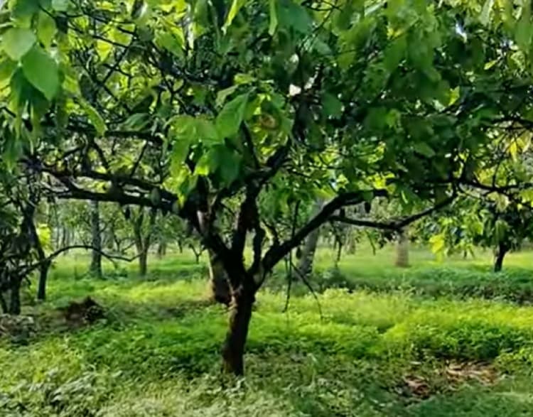 Land for sales