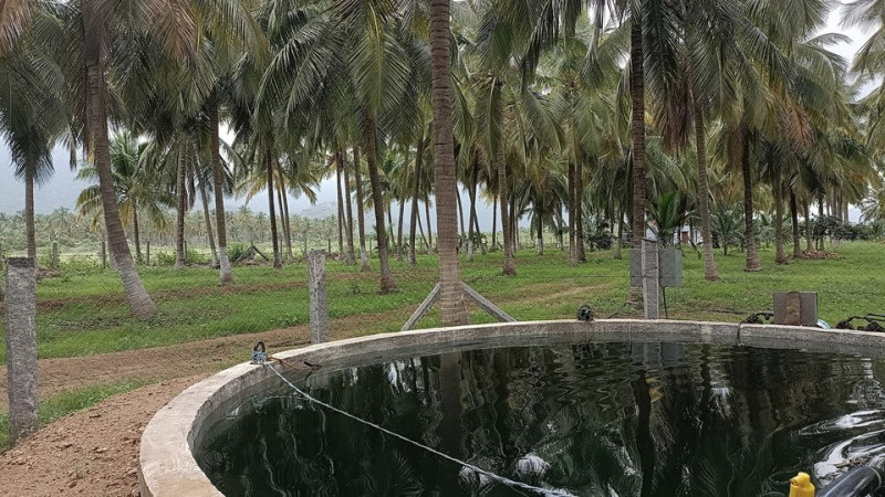 coconut farm land for sale