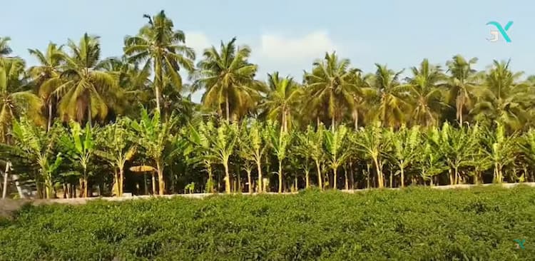 Agri Land for Sale