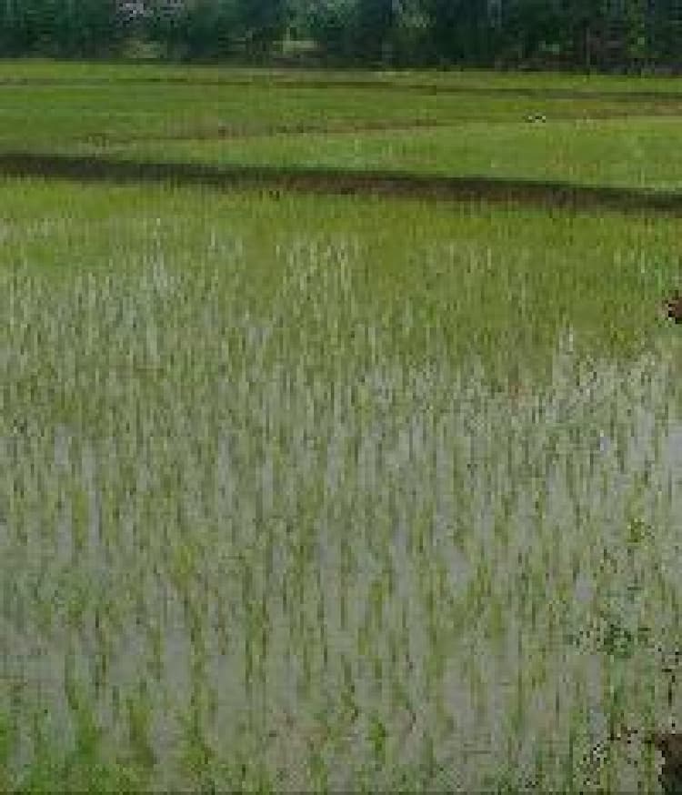 Agricultural land