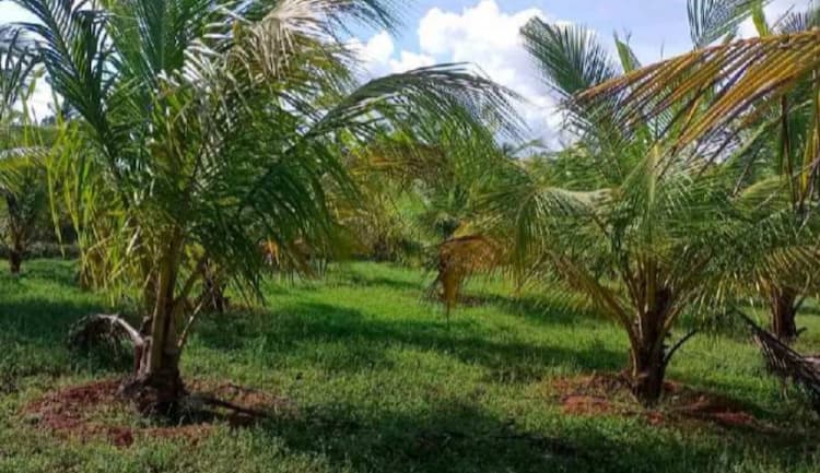 Land for Sale
