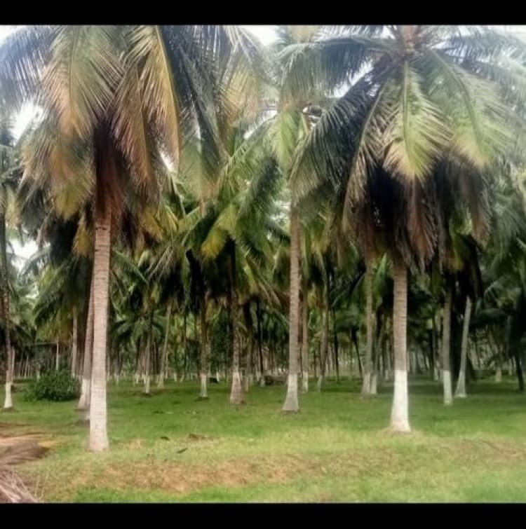 Coconut Farm For Sale