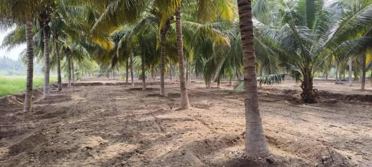 1 acre coconut farm