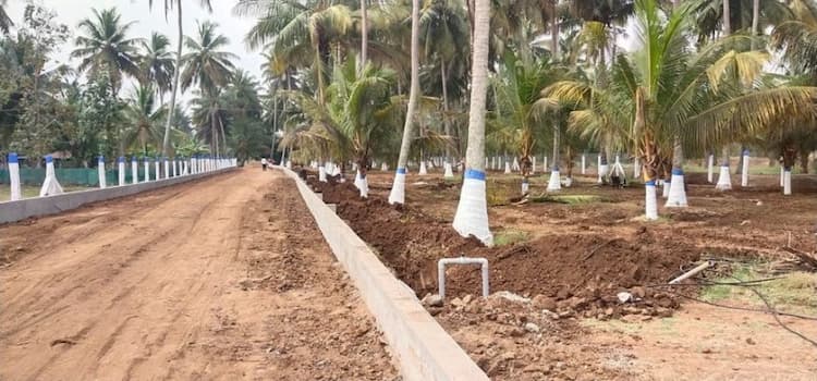 coconut trees farm land for sale.