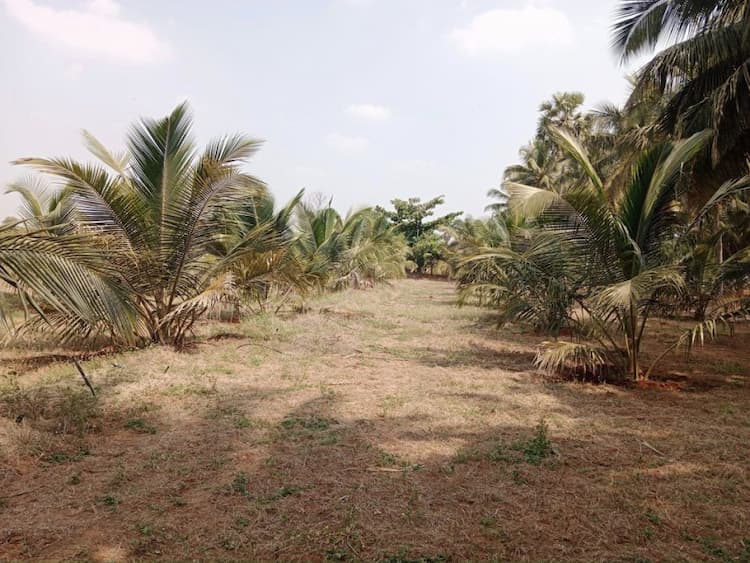 coconut farm land for sale