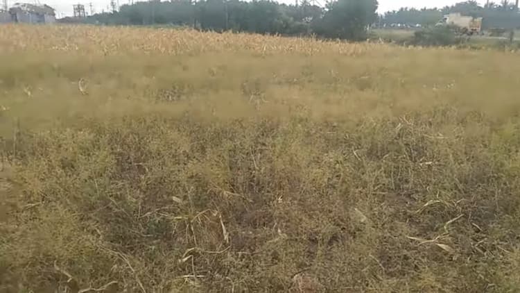 2 Acre Land for Sale