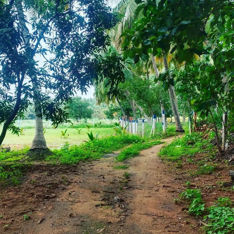 coconut farm land for sale