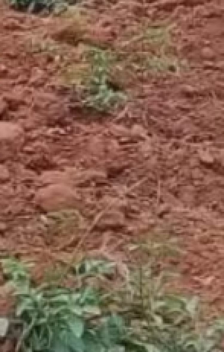 Land for sales
