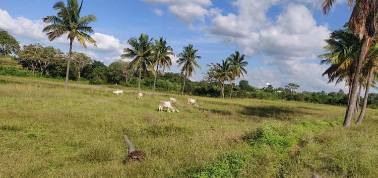Land sale