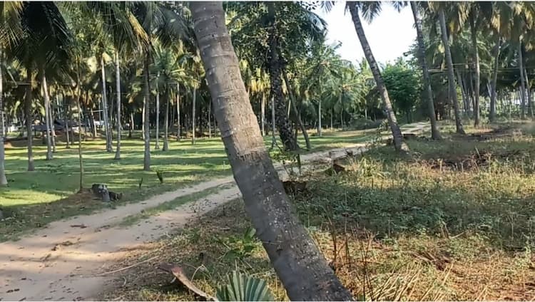 coconut farm land for sale
