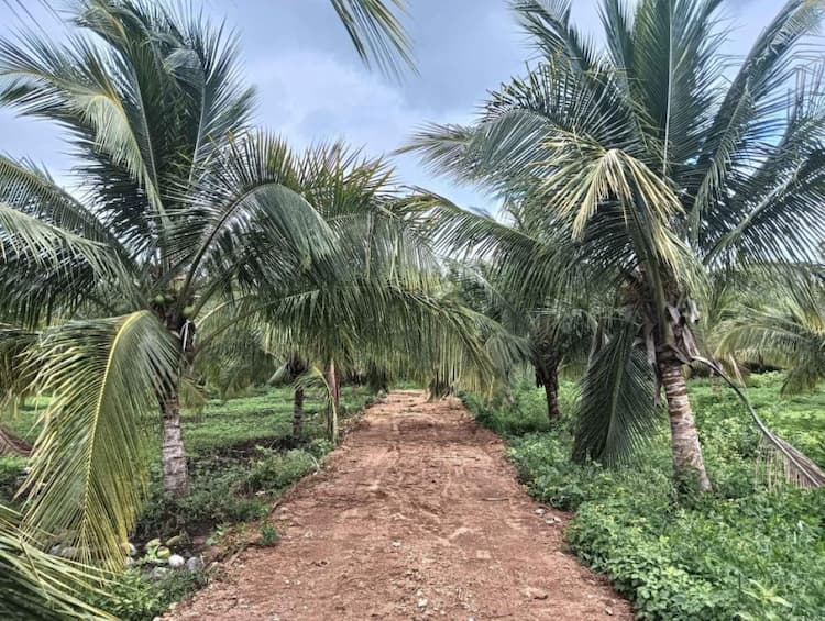 coconut farm land for sale