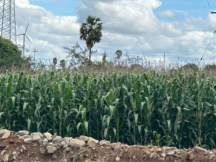 1.25 Acre Land for Sale
