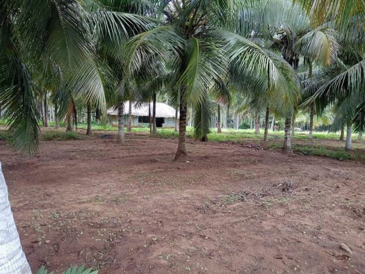 coconut land for sale