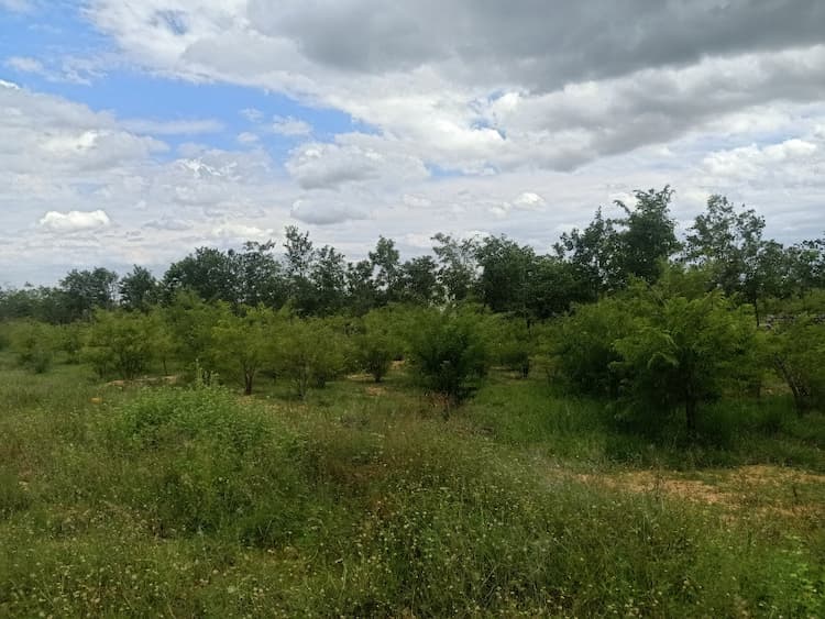 Residential Plot