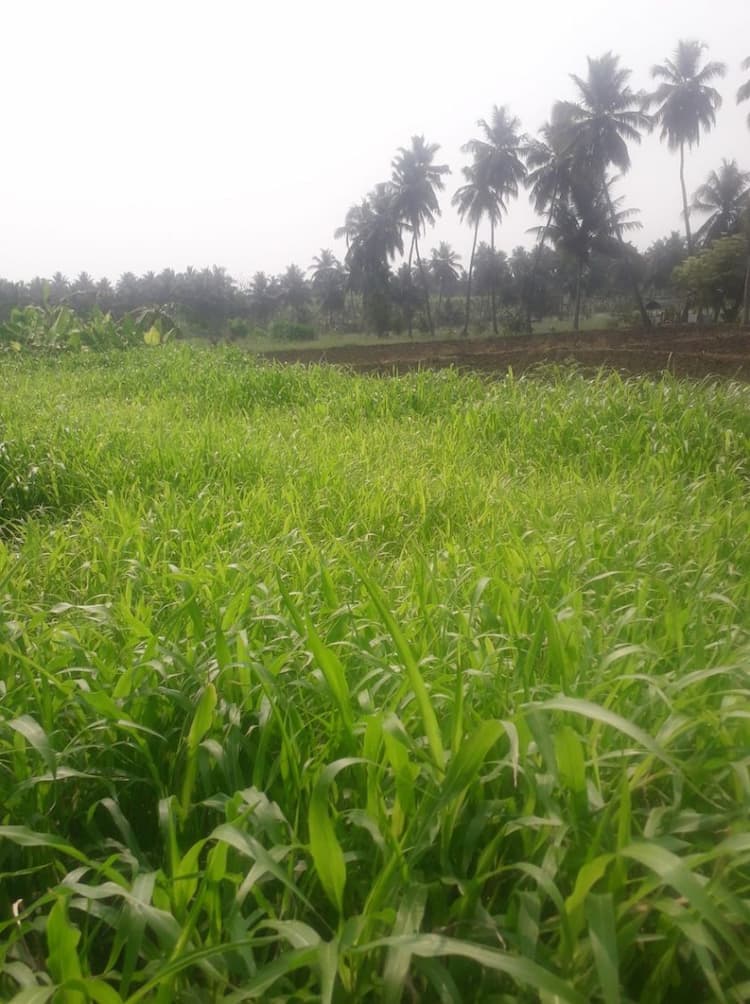Land for sales