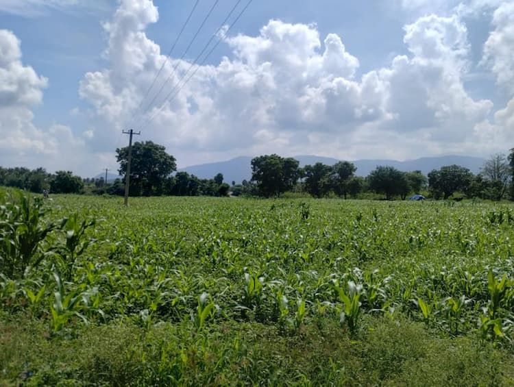 Farm Land Sales