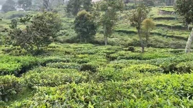 Tea land available for sale at Kotagiri