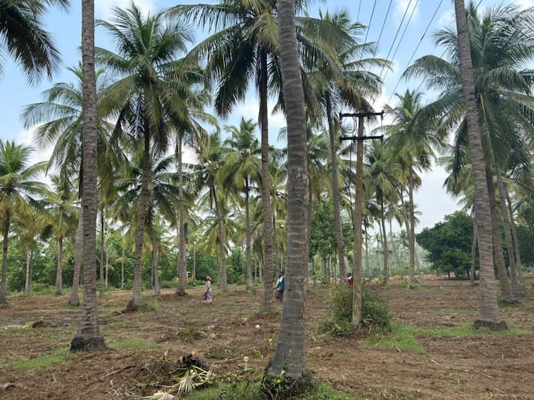 Land for sales