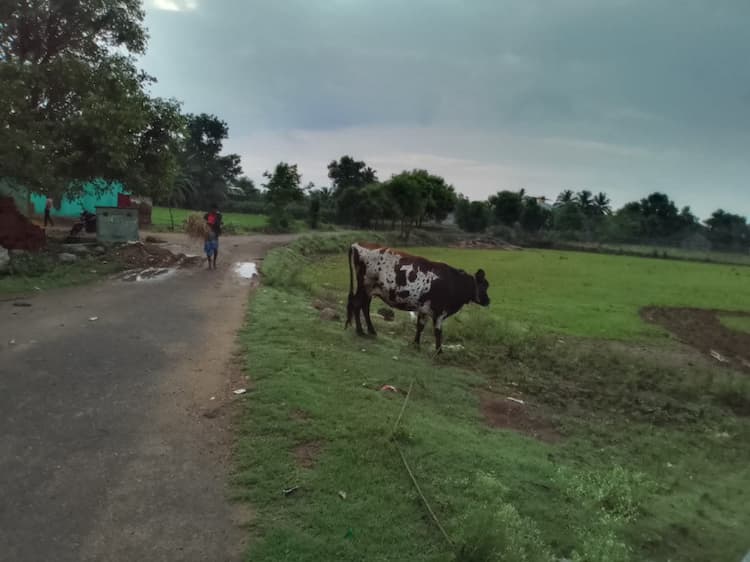 Agricultural Land