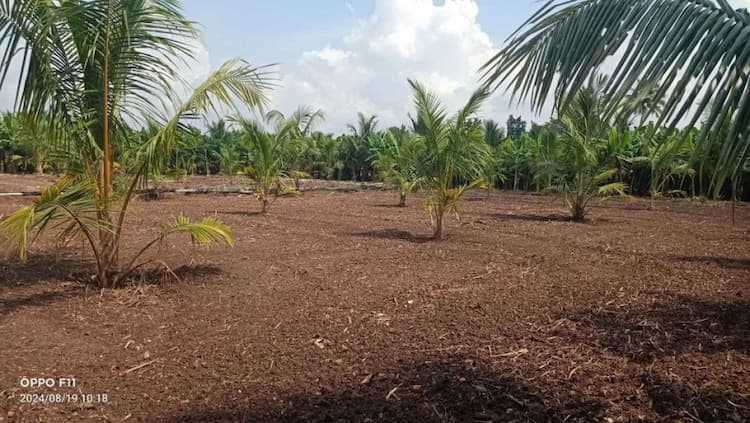 Land for sales