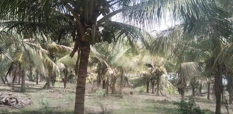 Land for Sale