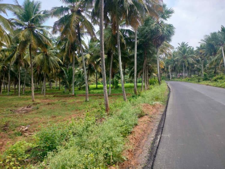 coconut farm land for sale