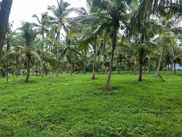 Land sale