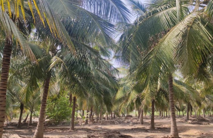 Land for sales