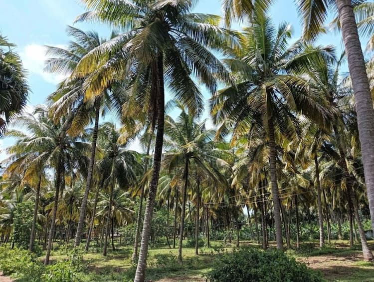 coconut farm land for sale