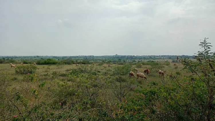 Agricultural Land 