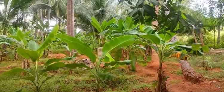 Land for sales