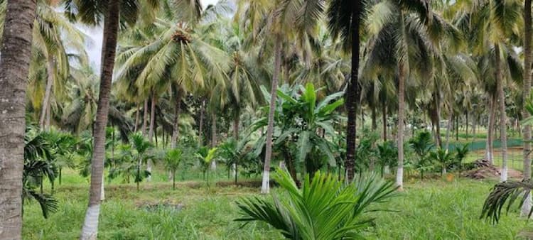 Coconut thottam sale