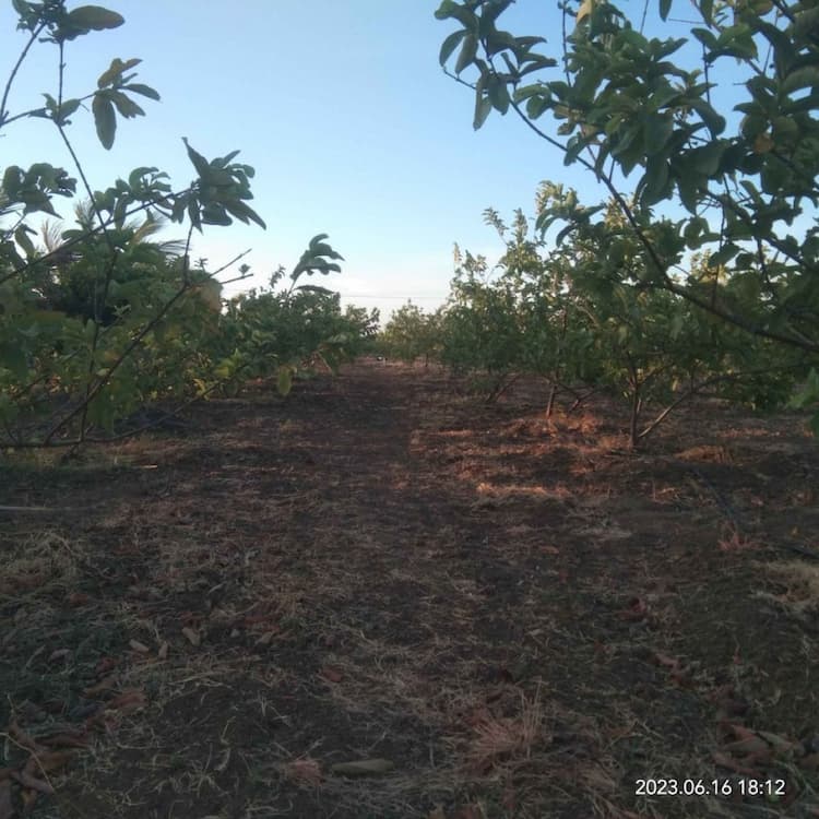 Farm land sale