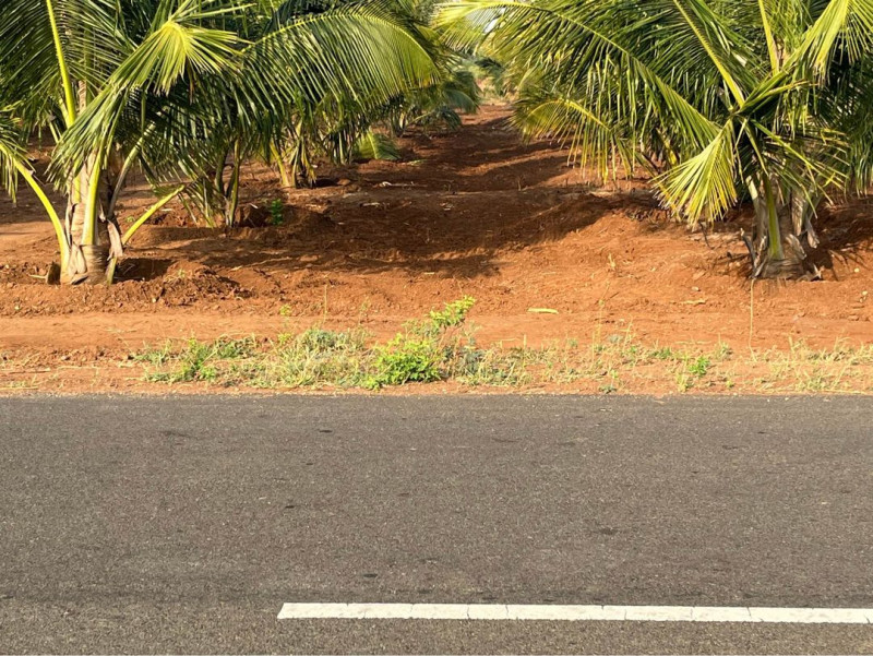 coconut land for sale