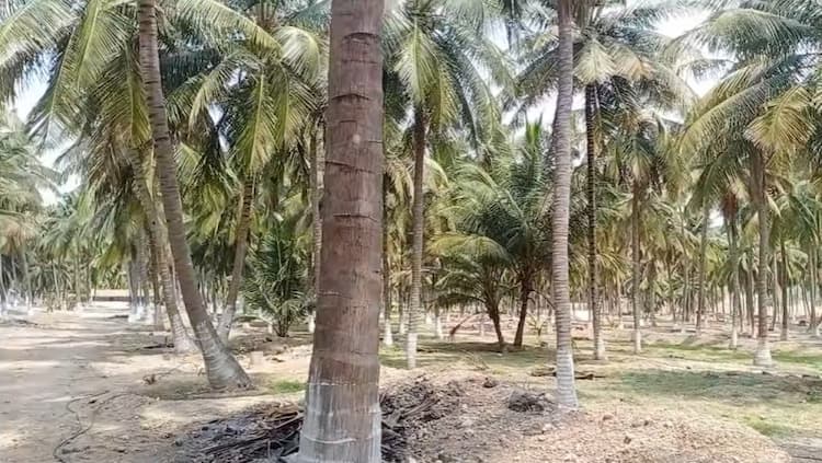 Land for Sale