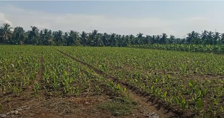 Land for sales