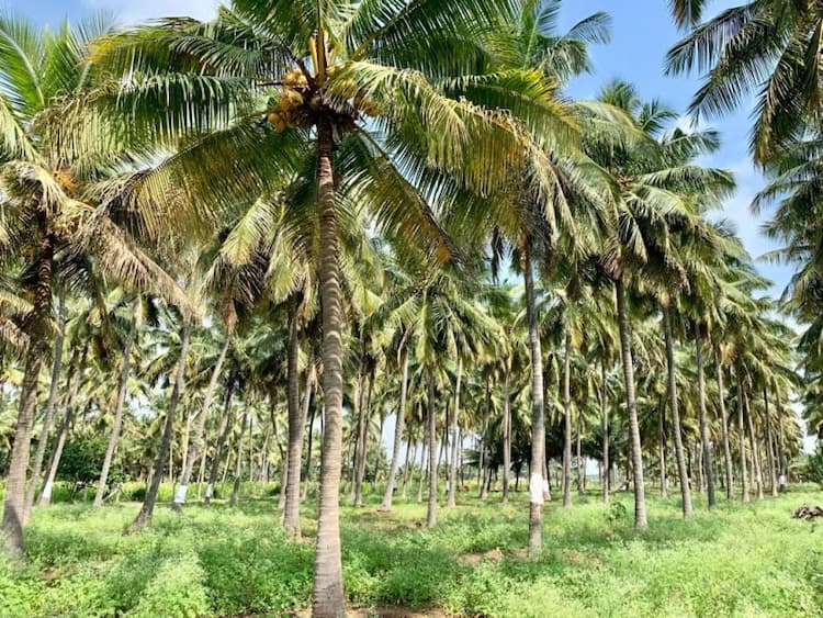 farm land for sale 