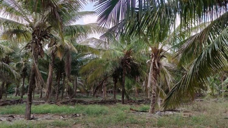 Land for Sale