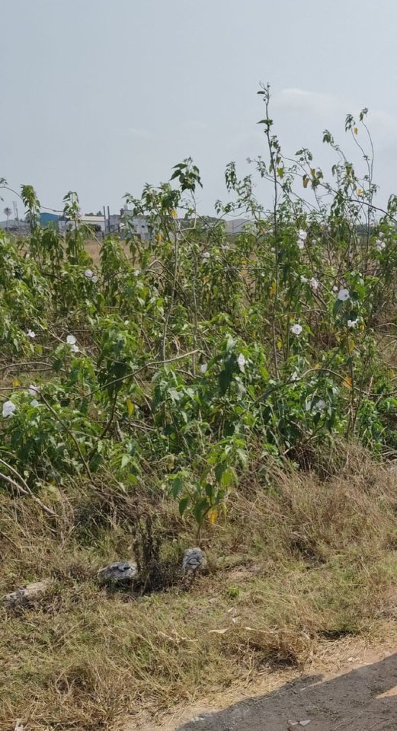 Land for sales