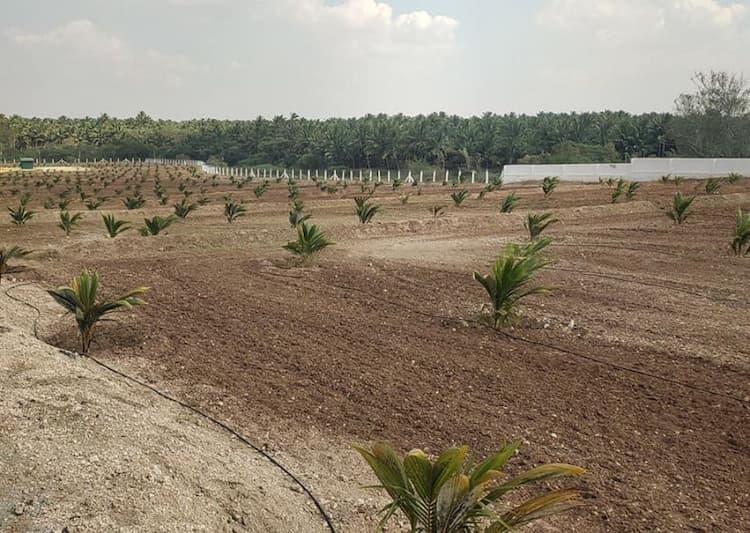 coconut farm land for sale