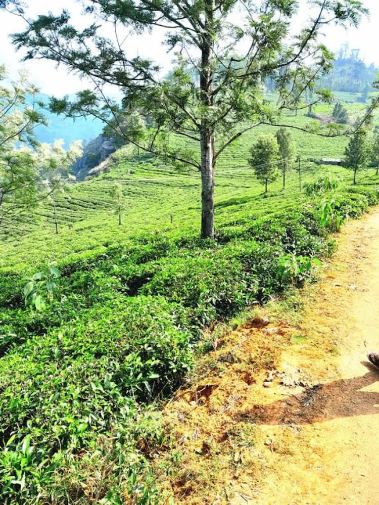 Tea Estate For Sale