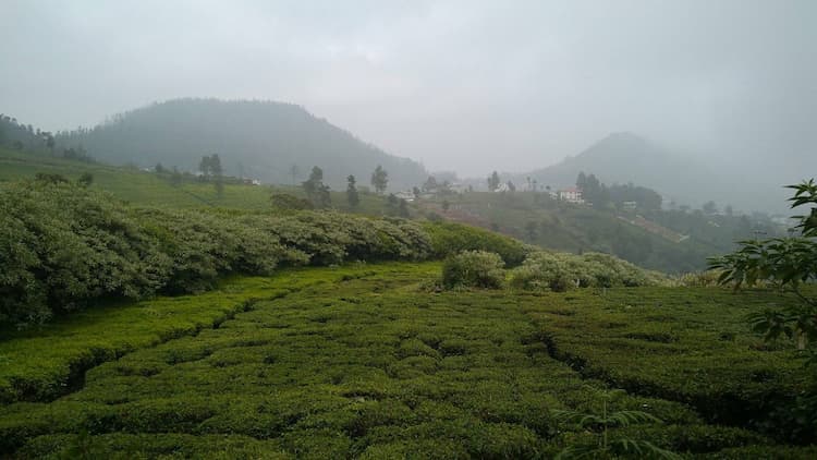 LAND FOR SALE NEAR OOTY LOVEDALE ROAD