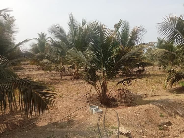 Land for Sale