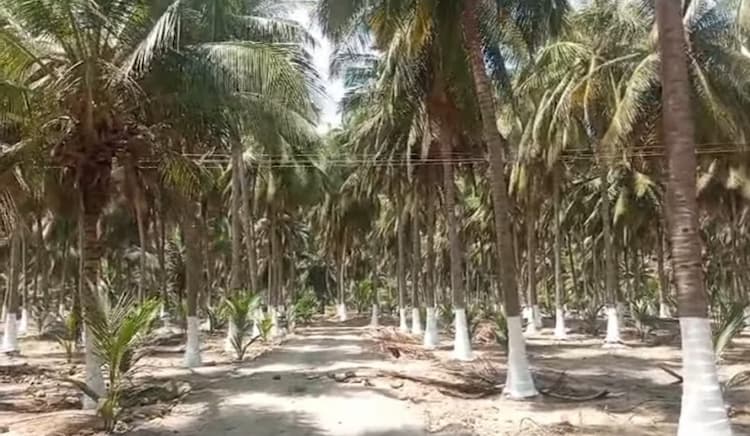 Land for Sale