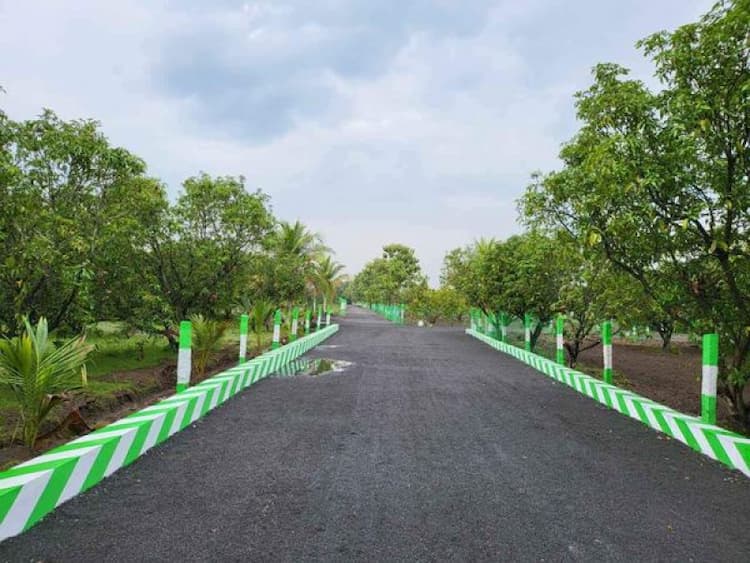 MANGO FARM LAND SALE
