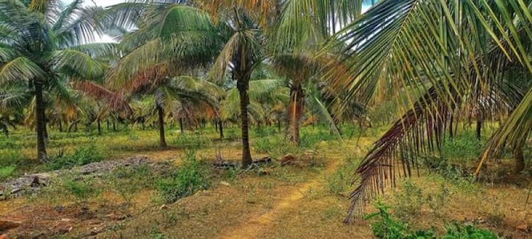 Land for Sale