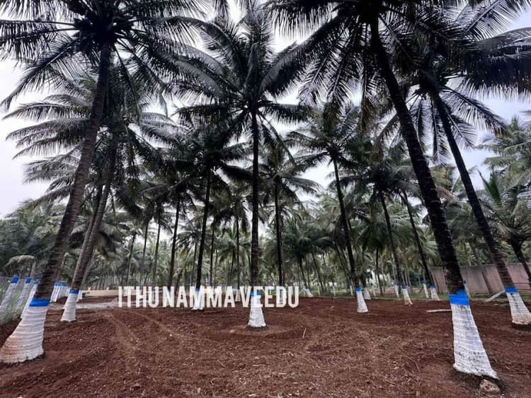 40 cent Coconut farm land for sale in Coimbatore 