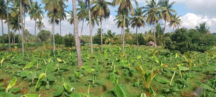 Agri Land For Sale