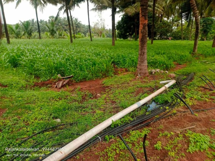 Coconut Farm For Sale