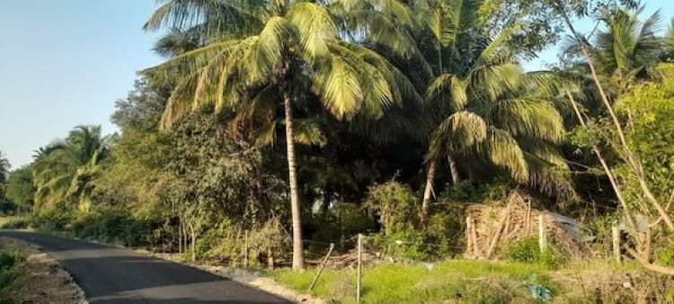   4 ACRES  COCONUT & LEMON Farm For Sale 